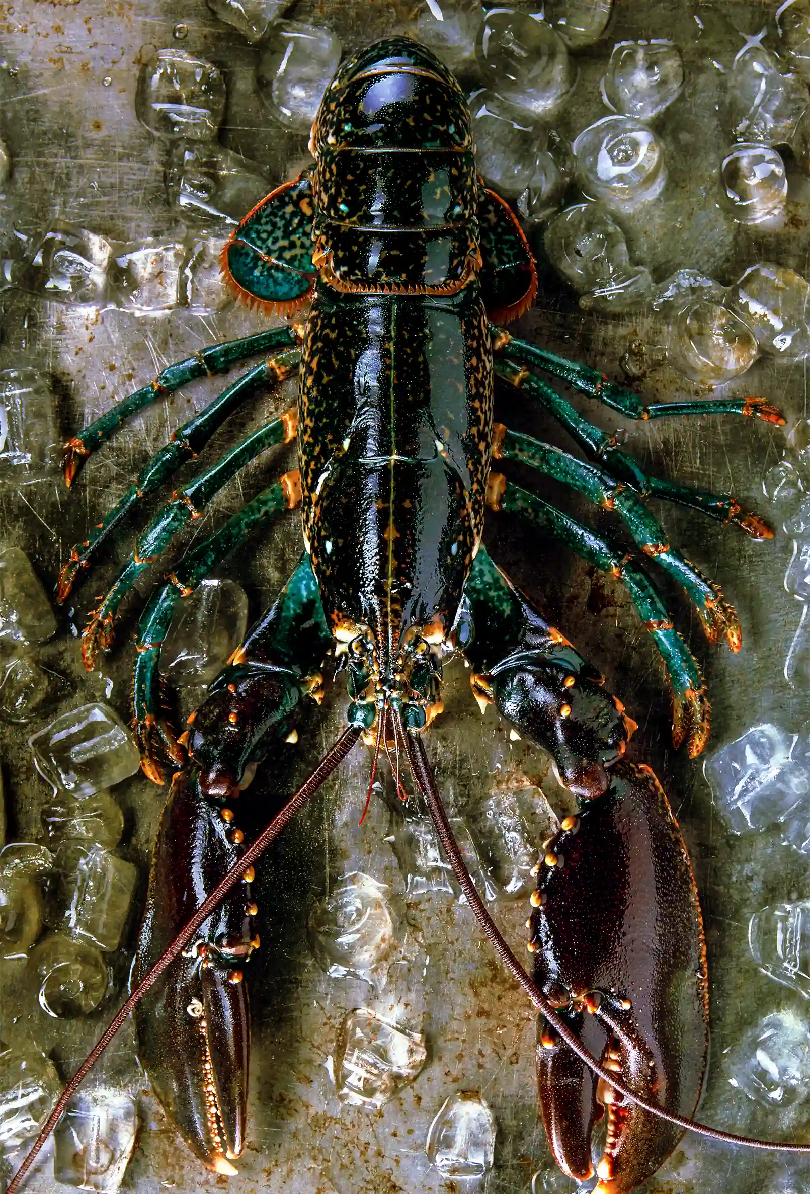 packshot-food-black-lobster-naturallight-nov25