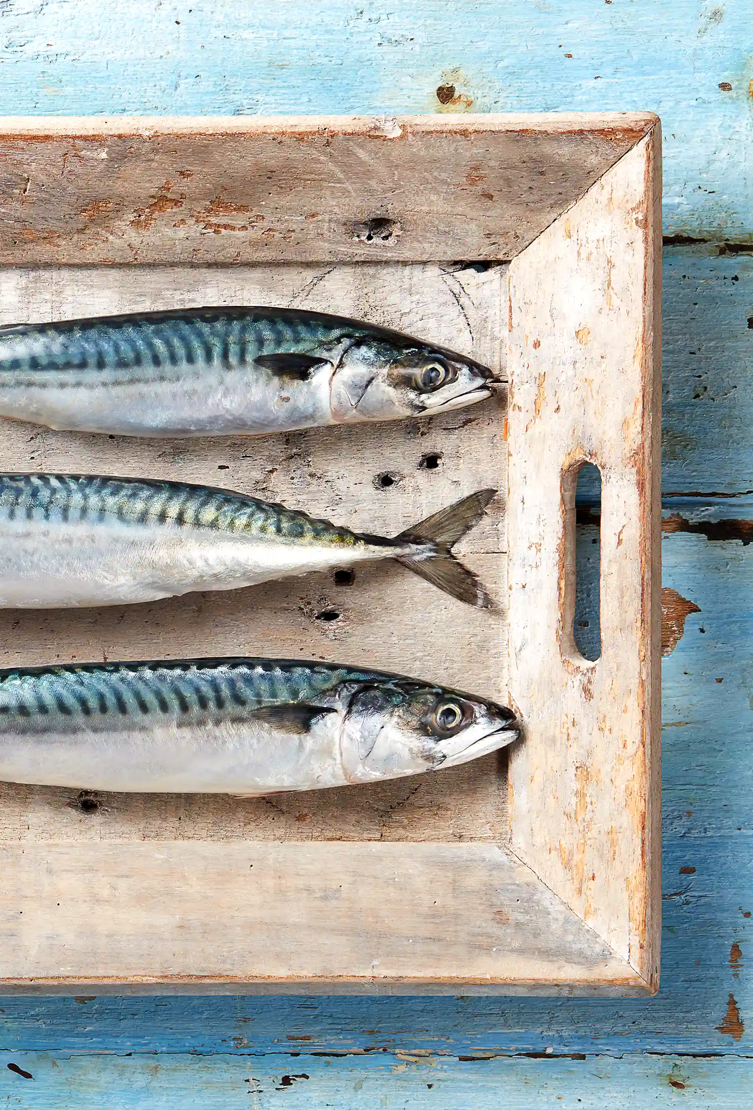 packshot-food-mackerel-tray-naturallight-nov25