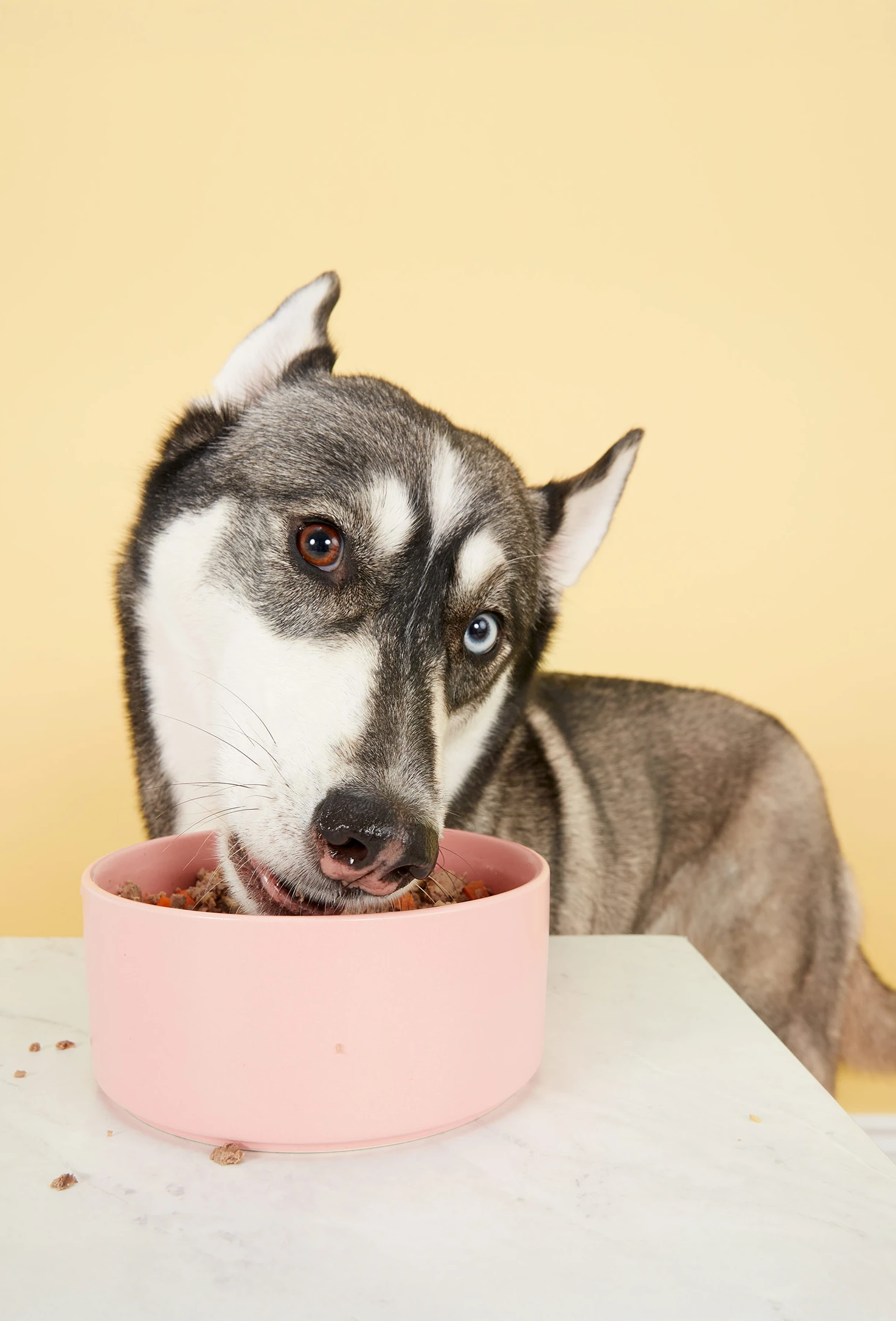 packshot-animals-dog-bicolour-eyes-softlight-nov25