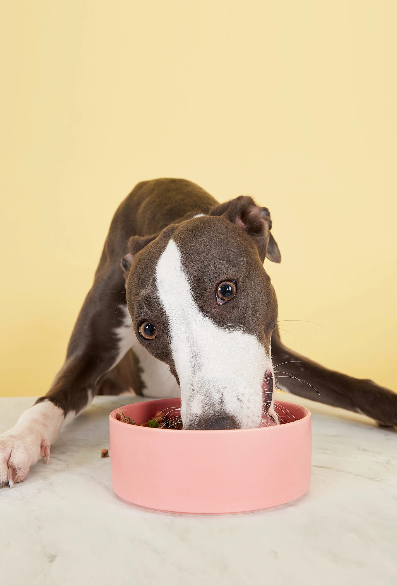 packshot-animals-dog-eating-softlight-nov25
