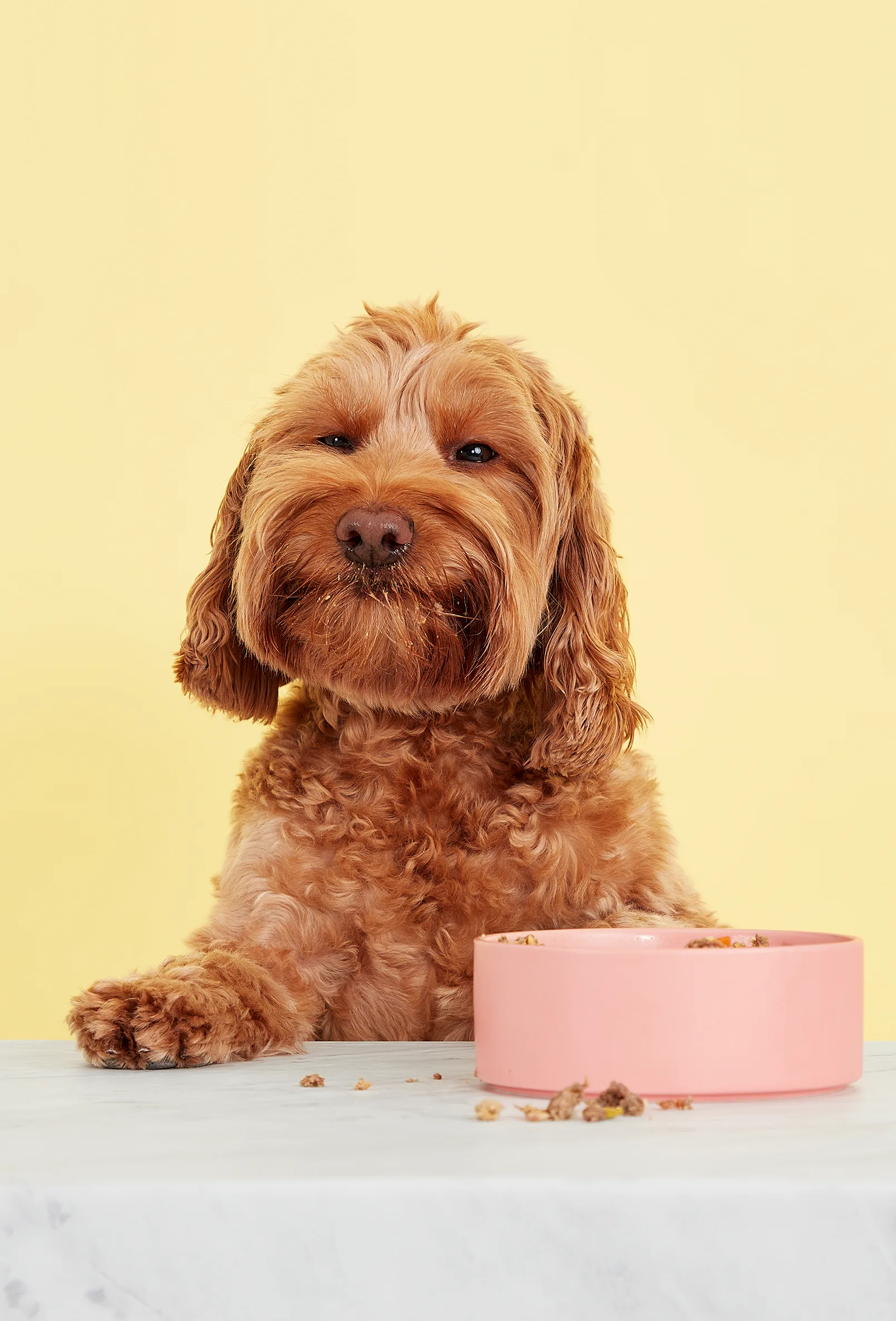packshot-animals-dog-eating-yellow-brightlight-nov25