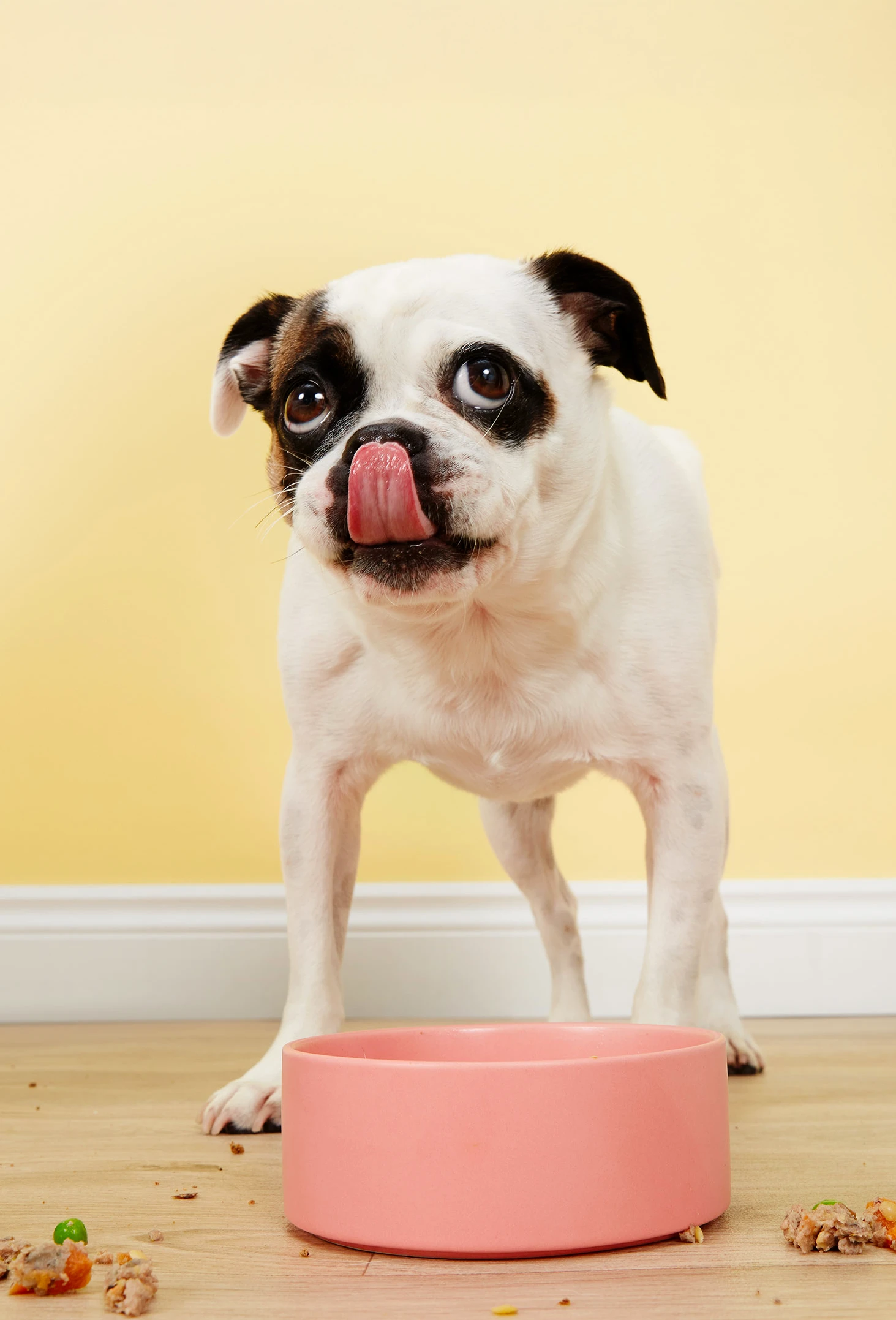 packshot-animals-dog-licking-yellowwall-softlight-nov25