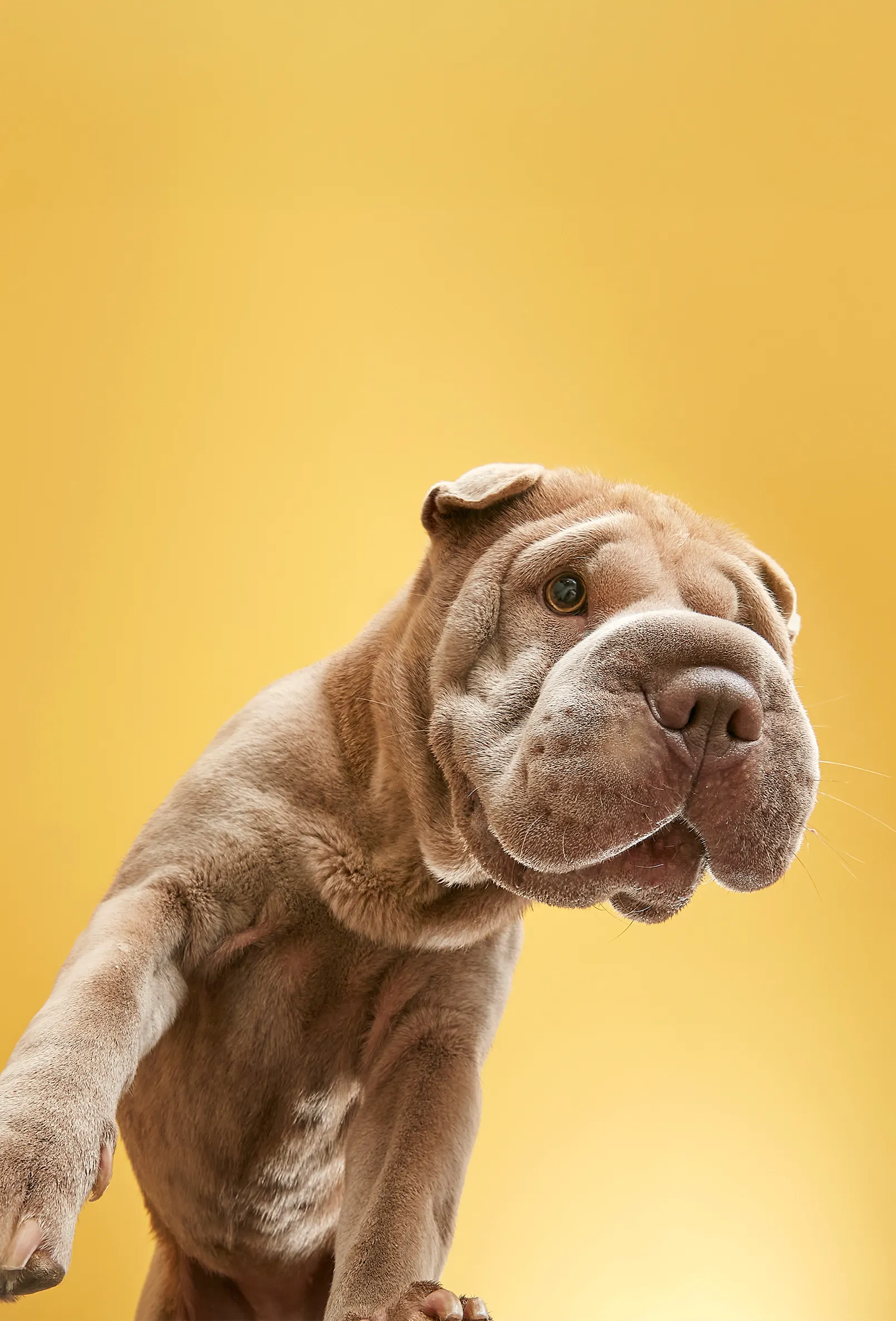 packshot-animals-dog-lookingdown-warmlight-nov25