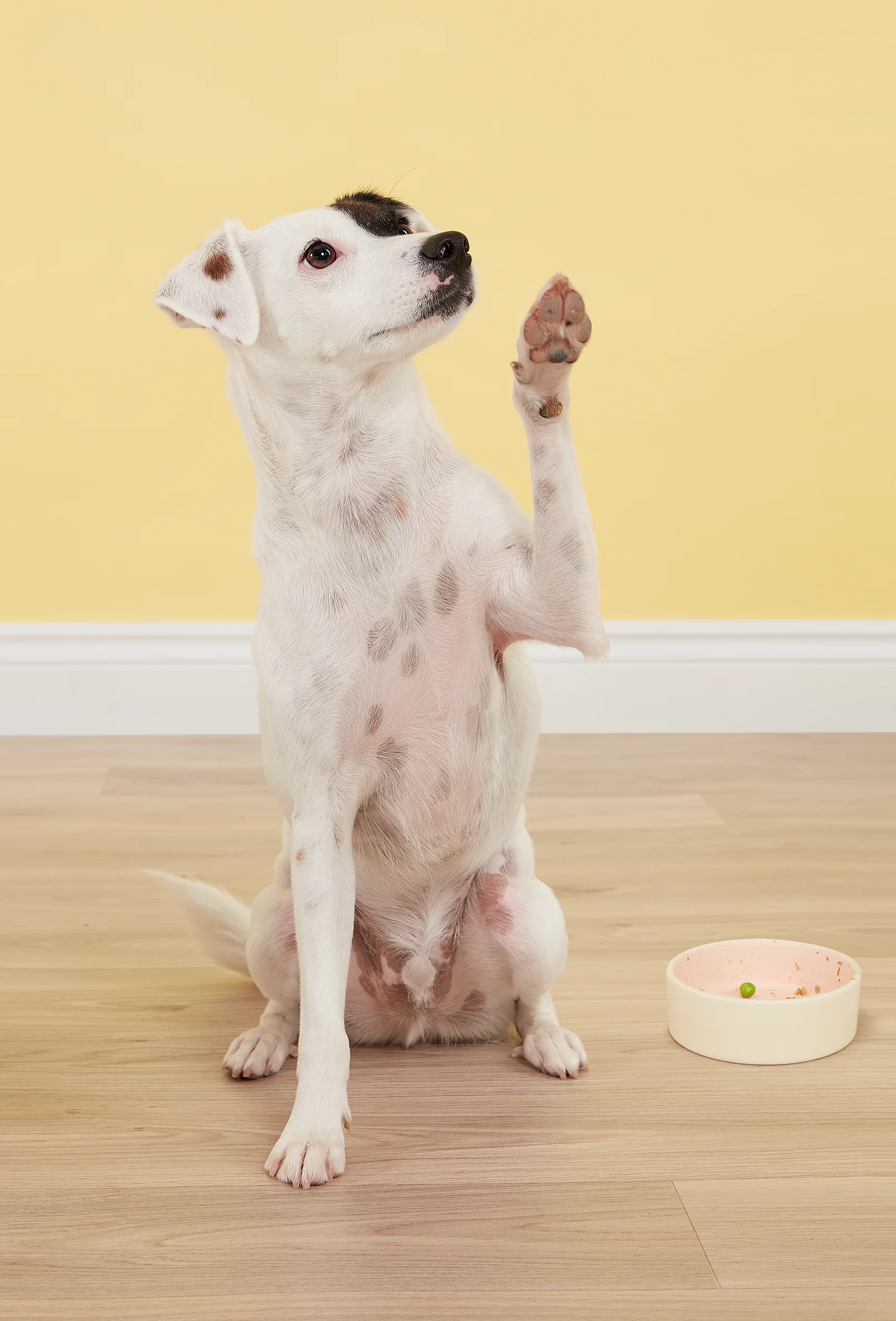 packshot-animals-dog-paw-yellowwall-naturallight-nov25
