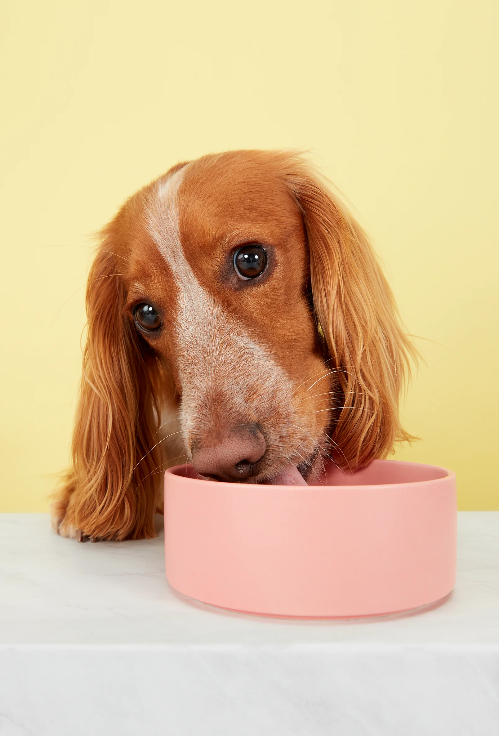 packshot-animals-dog-pink-bowl-softlight-nov25