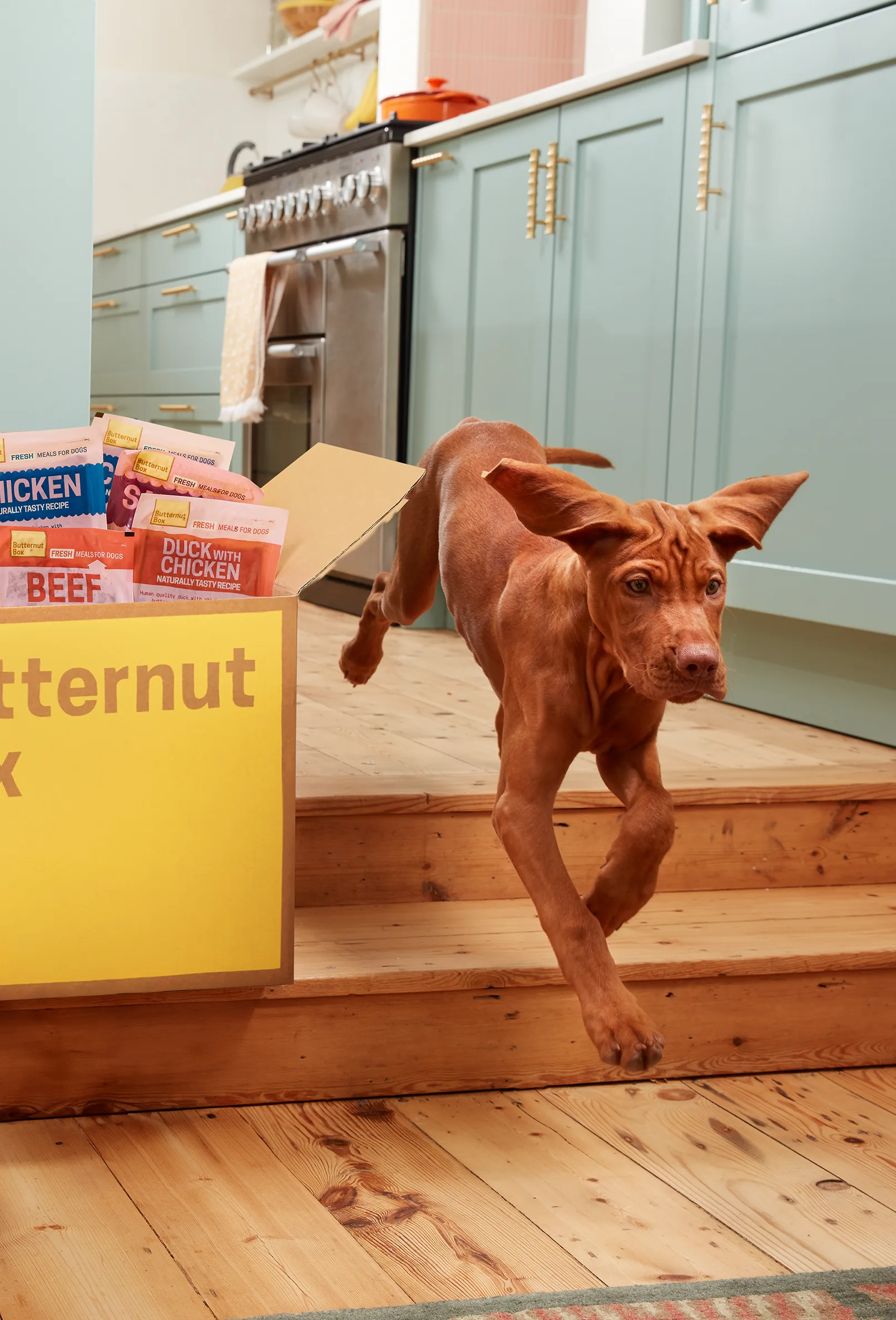 packshot-animals-dog-running-kitchen-naturallight-nov25