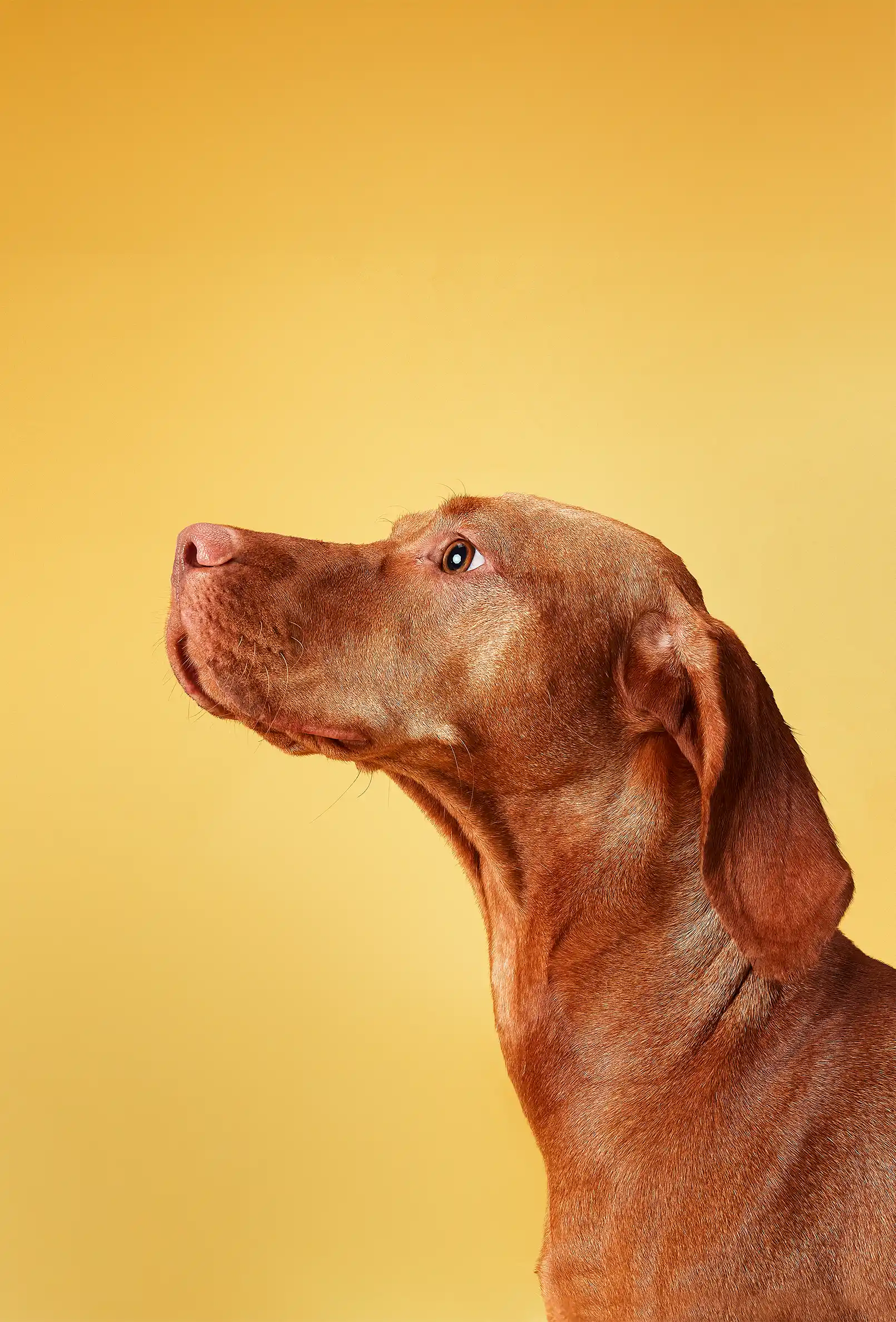 packshot-animals-dog-side-portrait-warmlight-nov25