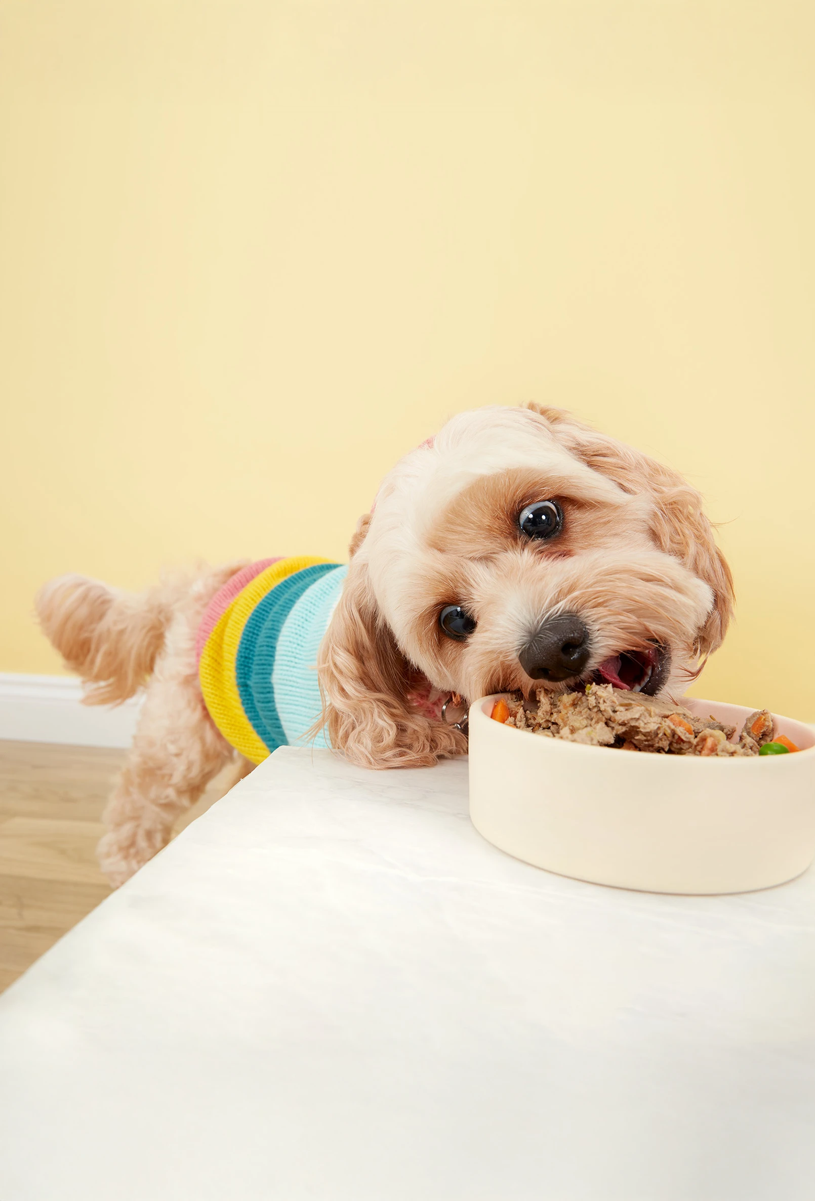 packshot-animals-dog-striped-jumper-softlight-nov25