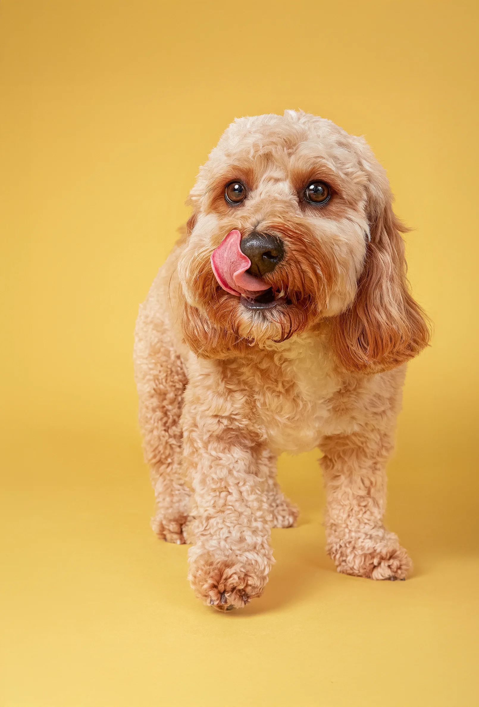 packshot-animals-dog-yellow-warmlight-nov25