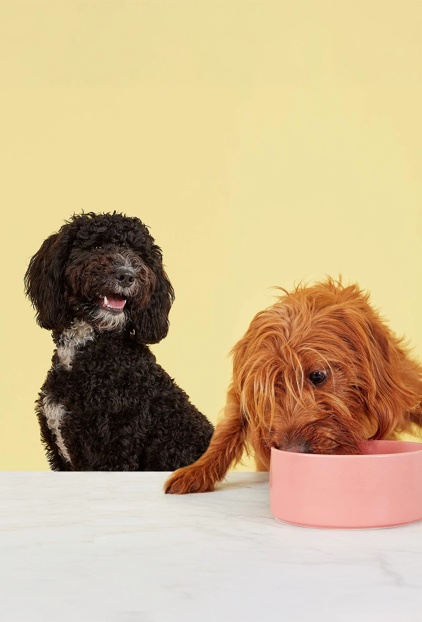 packshot-animals-dogs-table-softlight-nov25