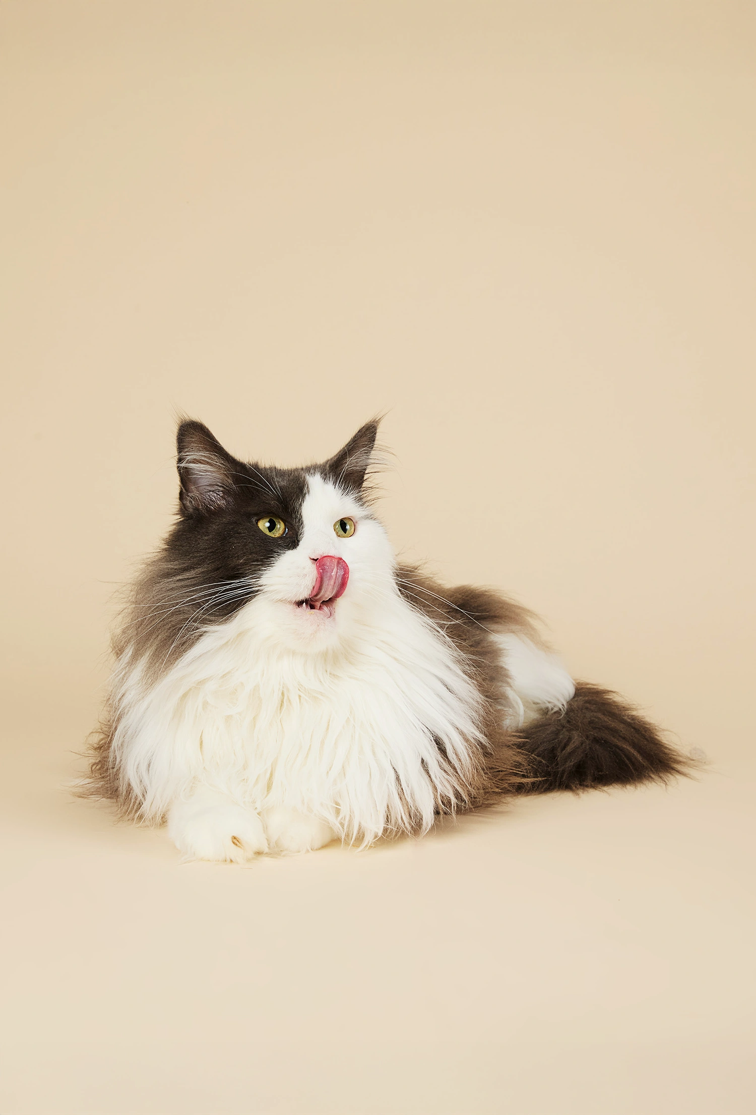 packshot-animals-fluffy-cat-softlight-nov25