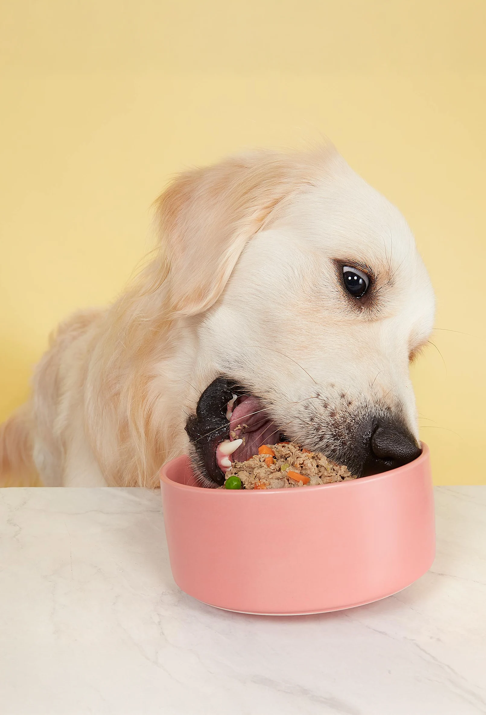 packshot-animals-labrador-eating-softlight-nov25