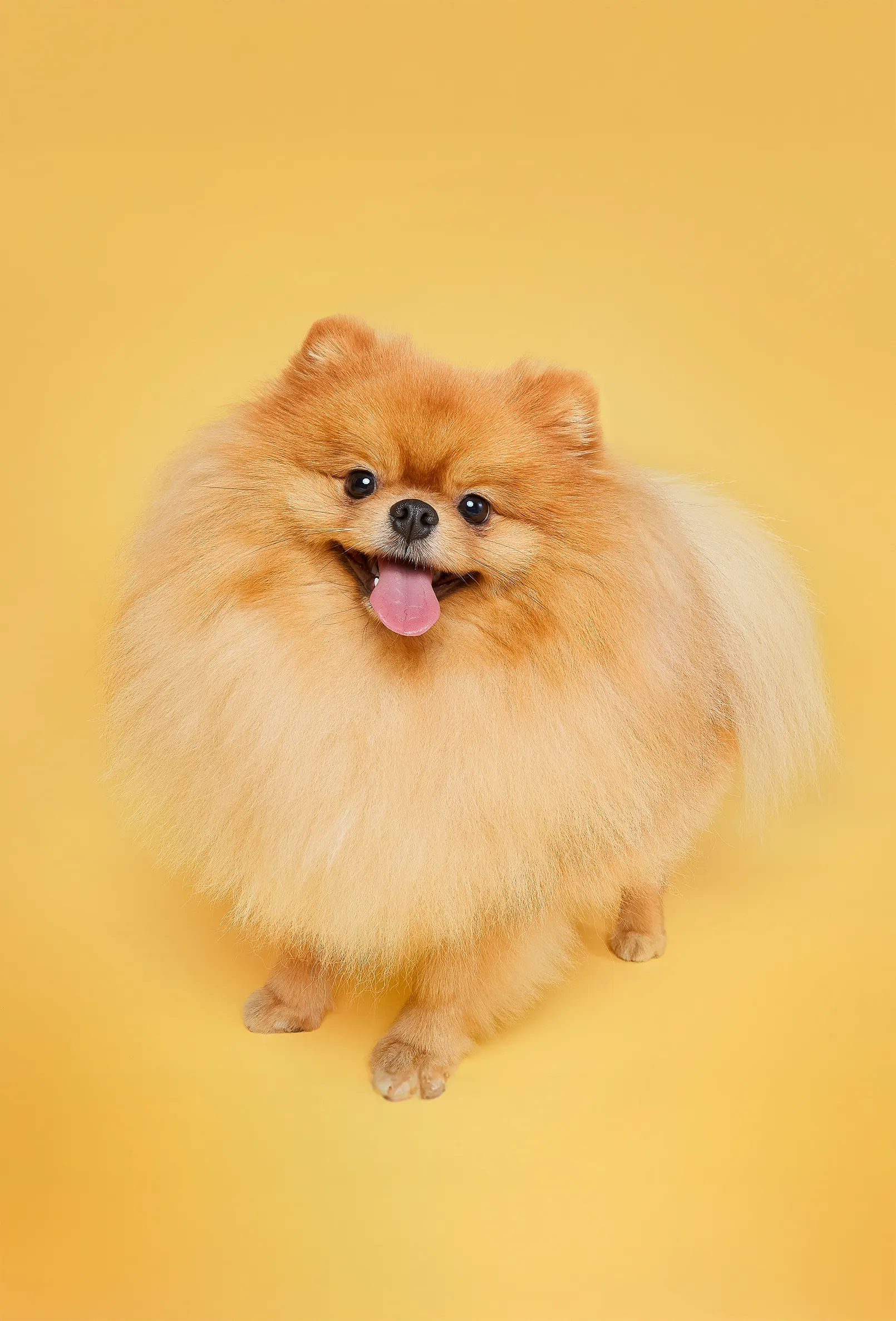 packshot-animals-pomeranian-yellow-warmlight-nov25