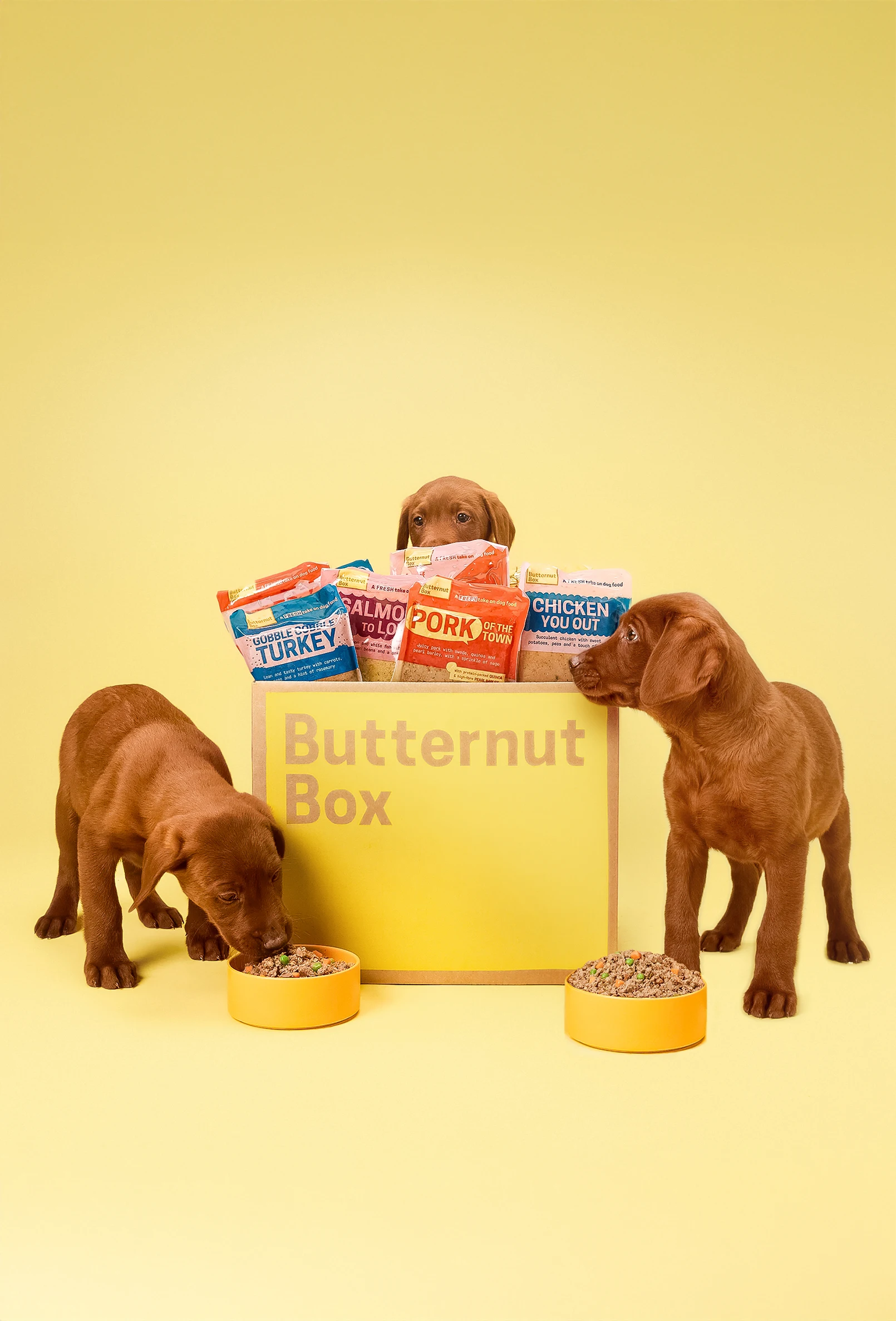 packshot-animals-puppies-butternutbox-warmlight-nov25