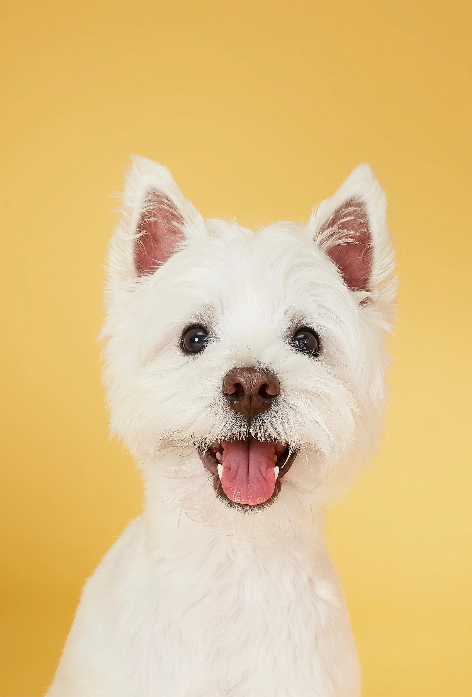 packshot-animals-white-dog-yellow-warmlight-nov25