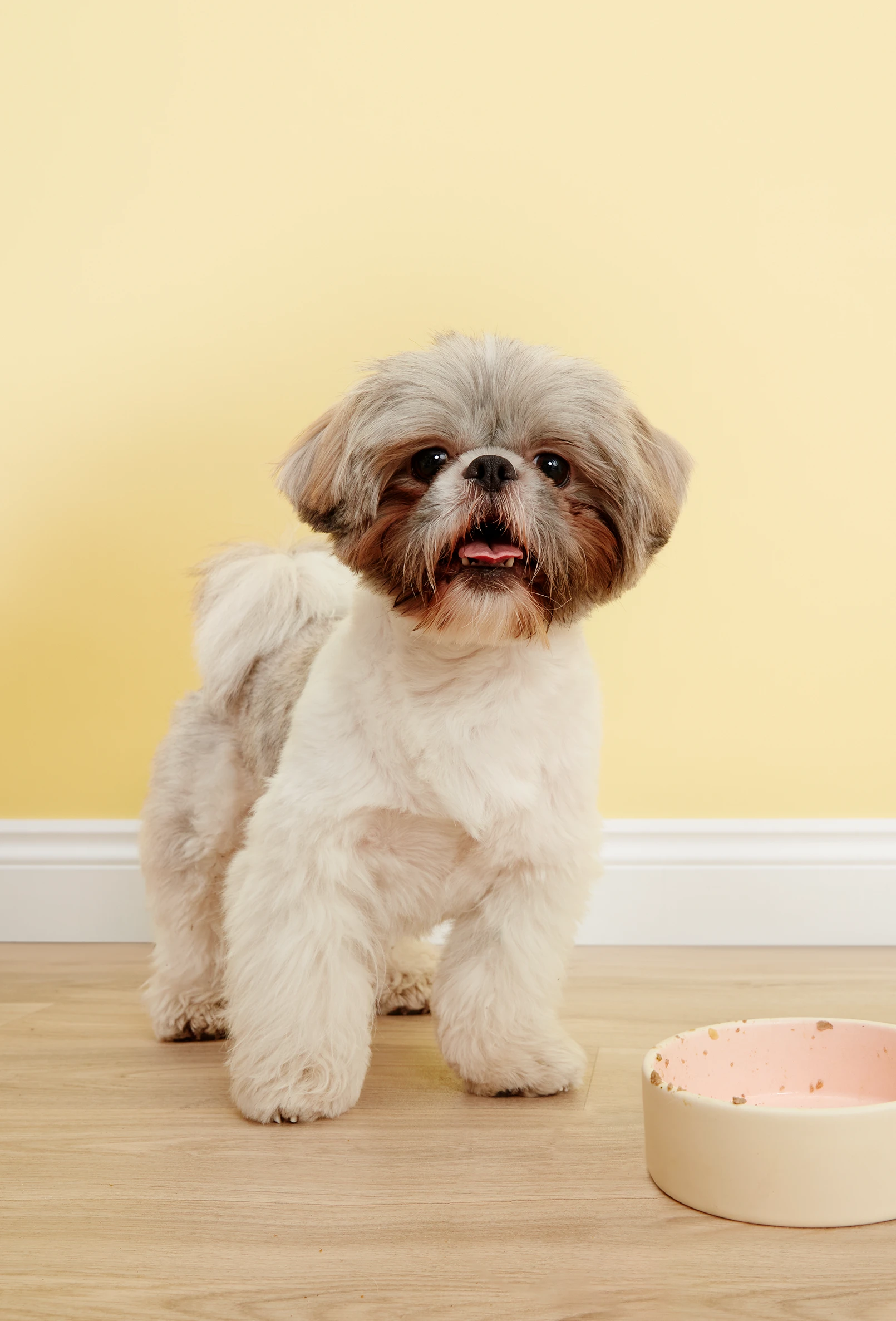 packshot-animals-white-dog-yellowwall-softlight-nov25